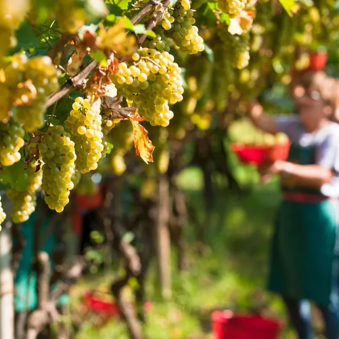 Vendemmia in Valtellina: il 2018 sarà un'ottima annata