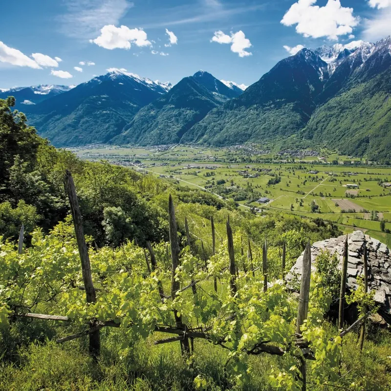 From raw materials to the table: Mottolini's transparent supply chain
